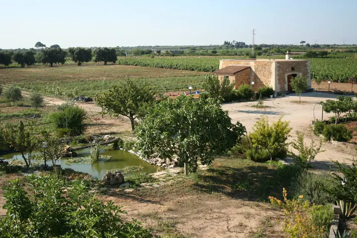 La tenuta: uliveto, frutteto e stagno
